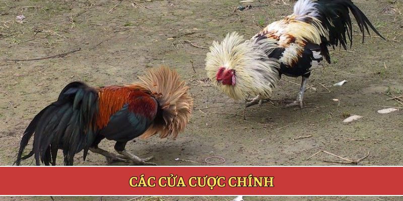 Các cửa cược chính