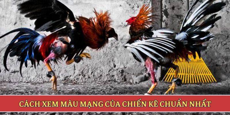 Cách xem màu mạng của chiến kê chuẩn nhất