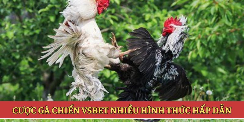 Cược gà chiến VSBET nhiều hình thức hấp dẫn