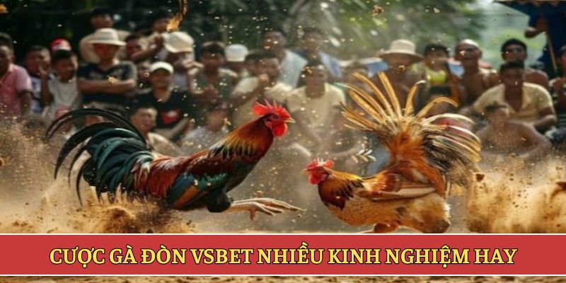 Cược gà đòn VSBET nhiều kinh nghiệm hay