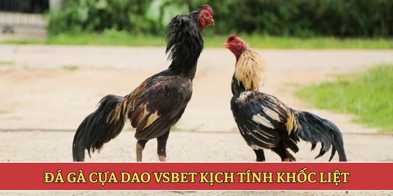 Đá gà cựa dao VSBET kịch tính khốc liệt