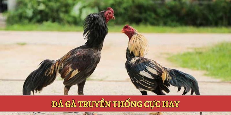 Đá gà truyền thống cực hay