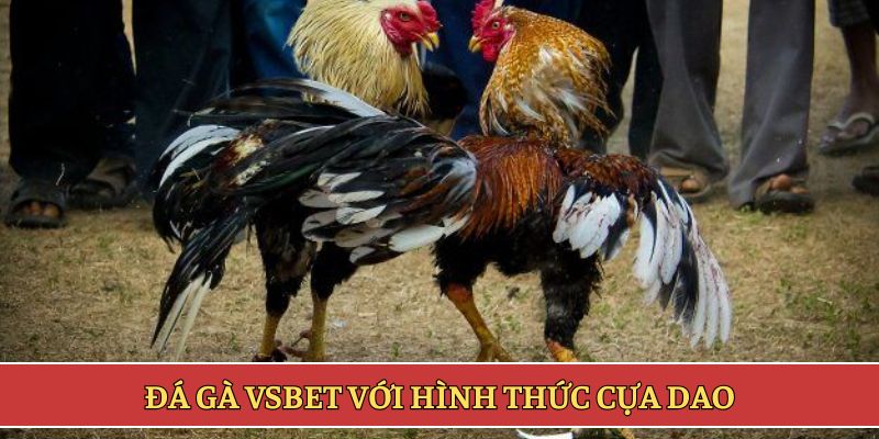 Đá gà VSBET bằng cựa dao