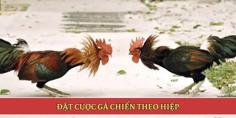 Đặt cược gà chiến theo hiệp