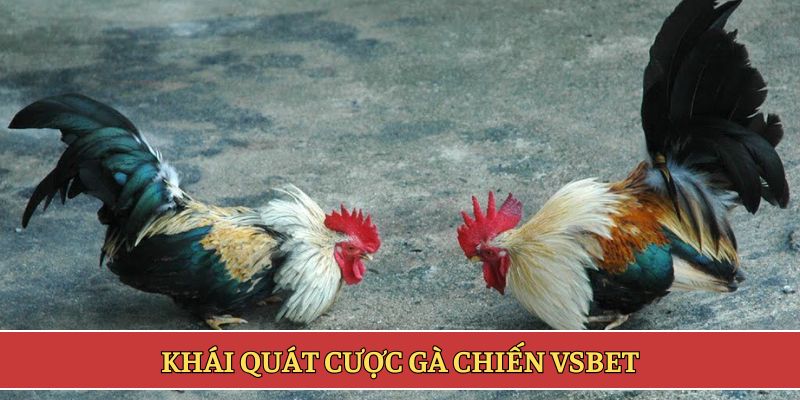 Khái quát cược gà chiến VSBET