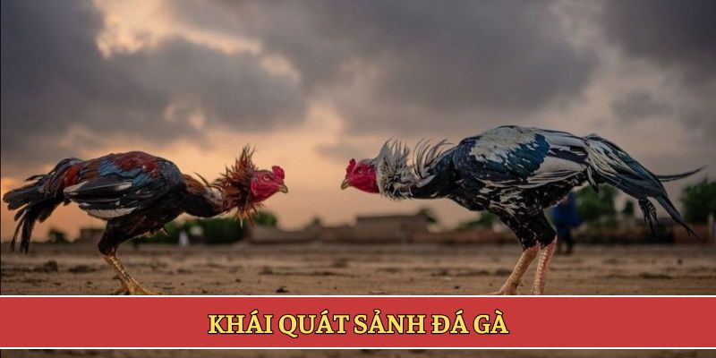 Khái quát sảnh đá gà